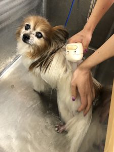 薬浴シャンプー行いました🫧