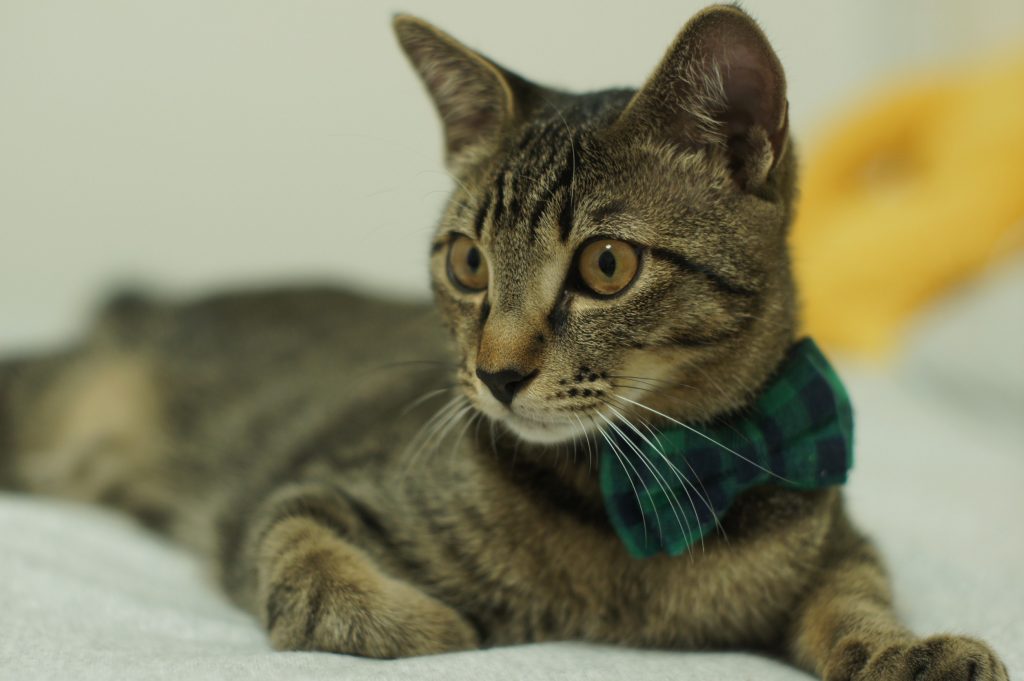 今日は猫の日！！