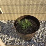 最近の日記